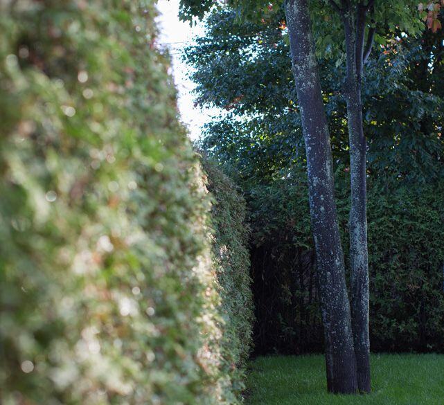 haie-de-cedre_arbre